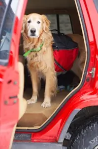 Dog covered by Pet Insurance returning from Vet