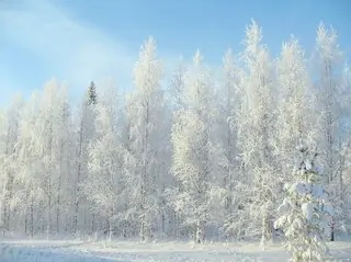 snowy forest